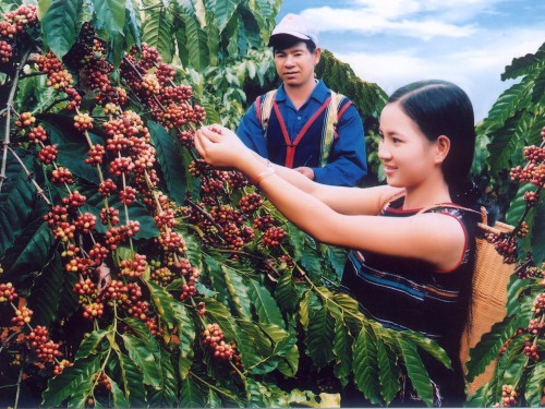 Các loại cà phê phổ biến ở Việt Nam