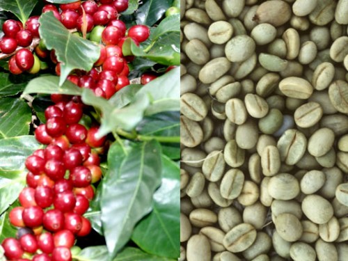 Cà phê Arabica