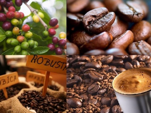 5 bước đơn giản để bắt đầu kinh doanh cà phê