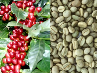 Cà phê Arabica