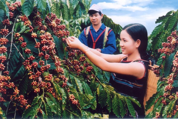 Các loại cà phê phổ biến ở Việt Nam