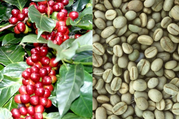 Cà phê Arabica