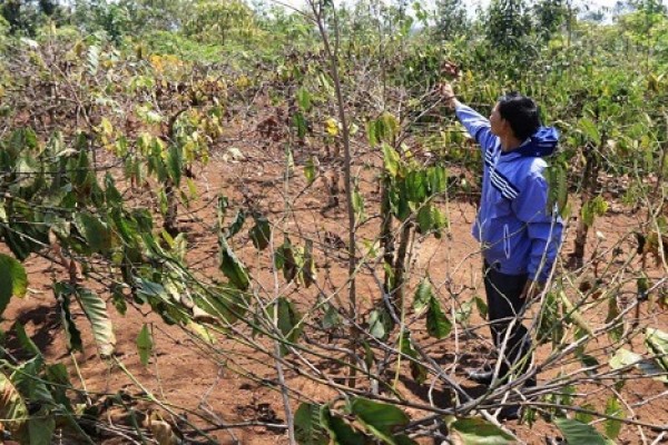 ĐẠI HẠN HÁN - CÀ PHÊ TÂY NGUYÊN MẤT MÙA