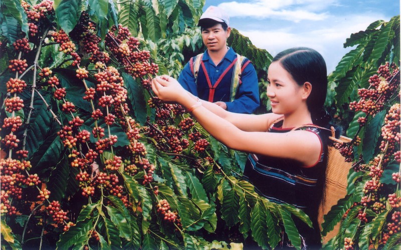 Các loại cà phê phổ biến ở Việt Nam