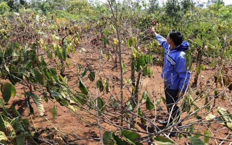 ĐẠI HẠN HÁN - CÀ PHÊ TÂY NGUYÊN MẤT MÙA