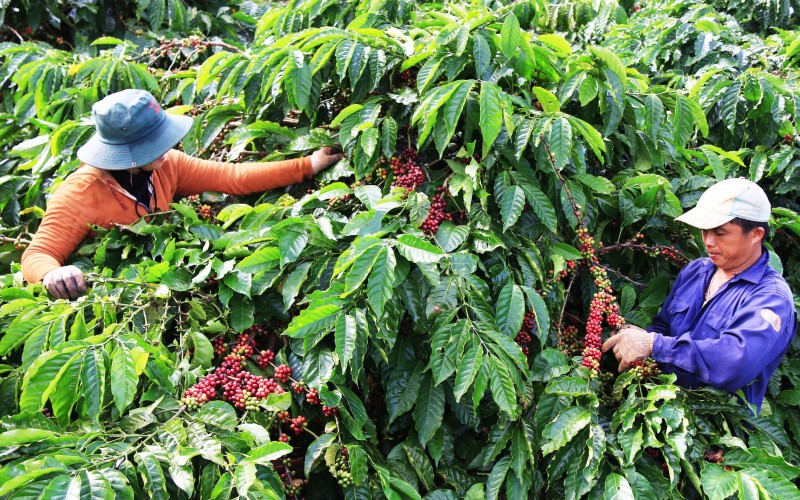 Giảm lượng khí thải Carbon - Xu thế phát triển cà phê của Việt Nam trong tương lai