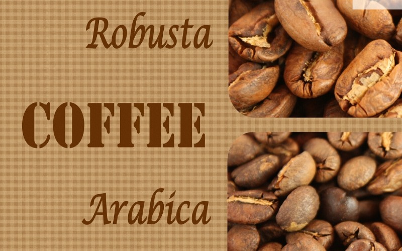 Màu sắc & mùi vị của ly cà phê từ hạt Arabica & Robusta khác nhau như thế nào?