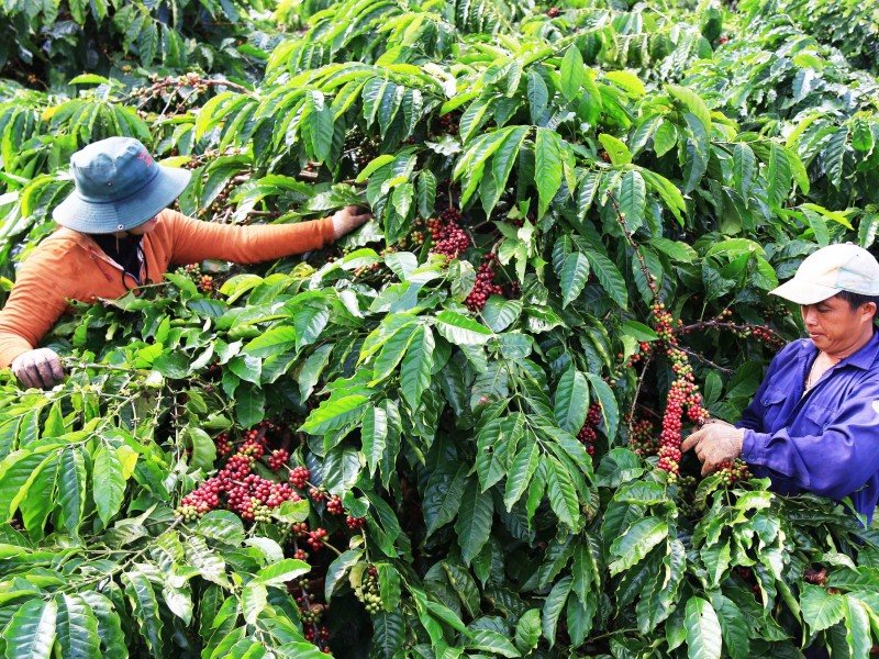 Giảm lượng khí thải Carbon - Xu thế phát triển cà phê của Việt Nam trong tương lai