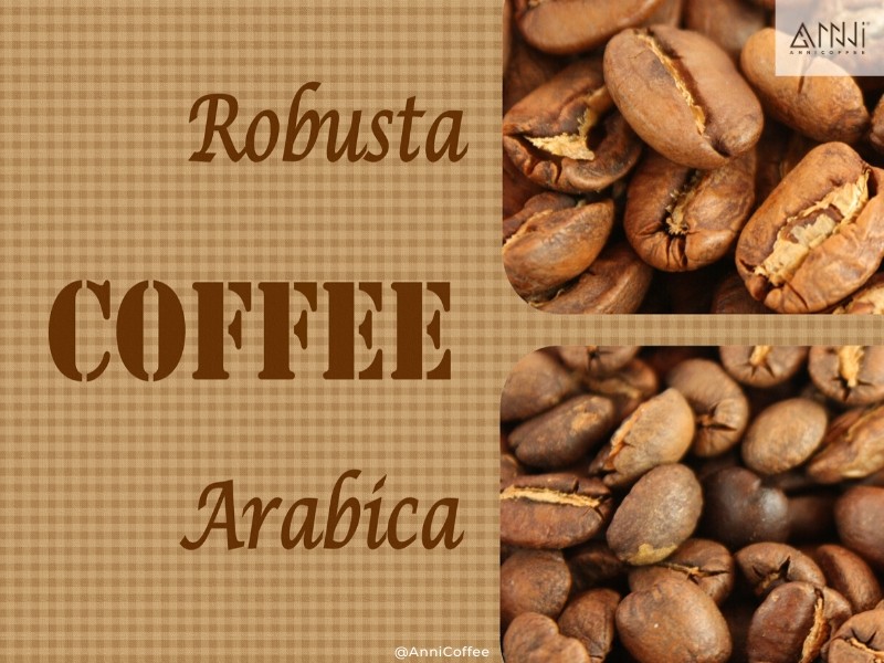 Màu sắc & mùi vị của ly cà phê từ hạt Arabica & Robusta khác nhau như thế nào?